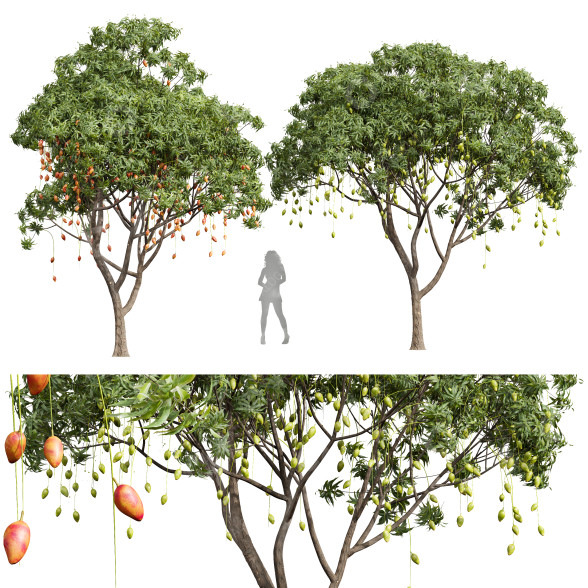 Árboles Mangifera indica mango Modelo 3D