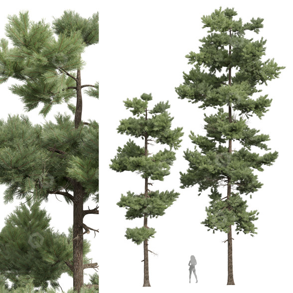 Árboles Pino echinata Modelo 3D