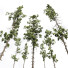Bäume Pinus palustris 02 - Pandora-land