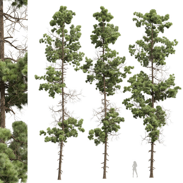 Bäume Pinus palustris 02 3D-Modell