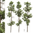 Bäume Pinus palustris 02 - Pandora-land