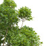 Drzewo New Plant High Detail Cinnamomum Camphora 02 - Pandora-land