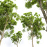 Drzewo New Plant High Detail Cinnamomum Camphora 02 - Pandora-land