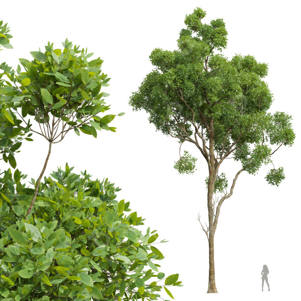 Drzewo New Plant High Detail Cinnamomum Camphora 02 model 3D