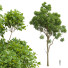 Drzewo New Plant High Detail Cinnamomum Camphora 02 - Pandora-land