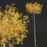Drzewa New Plant High Detail Populus Tremuloides02 - Pandora-land