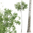 Drzewa New Plant High Detail Populus Tremuloides02 - Pandora-land