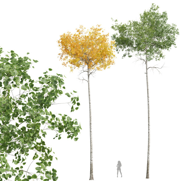 Drzewa New Plant High Detail Populus Tremuloides02 model 3D
