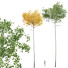 Drzewa New Plant High Detail Populus Tremuloides02 - Pandora-land