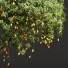 Arbre Nouvelle plante haute précision mangue 02 - Pandora-land
