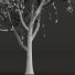 Arbre Nouvelle plante haute précision mangue 02 - Pandora-land