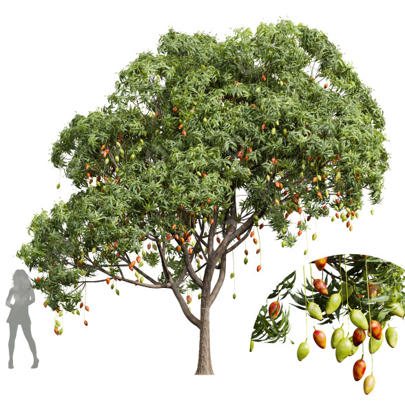 Arbre Nouvelle plante haute précision mangue 02 modèle 3D