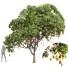 Arbre Nouvelle plante haute précision mangue 02 - Pandora-land