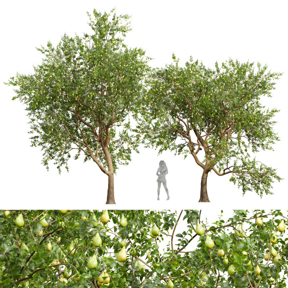 Árboles Nueva planta de alta definición pera verde Modelo 3D