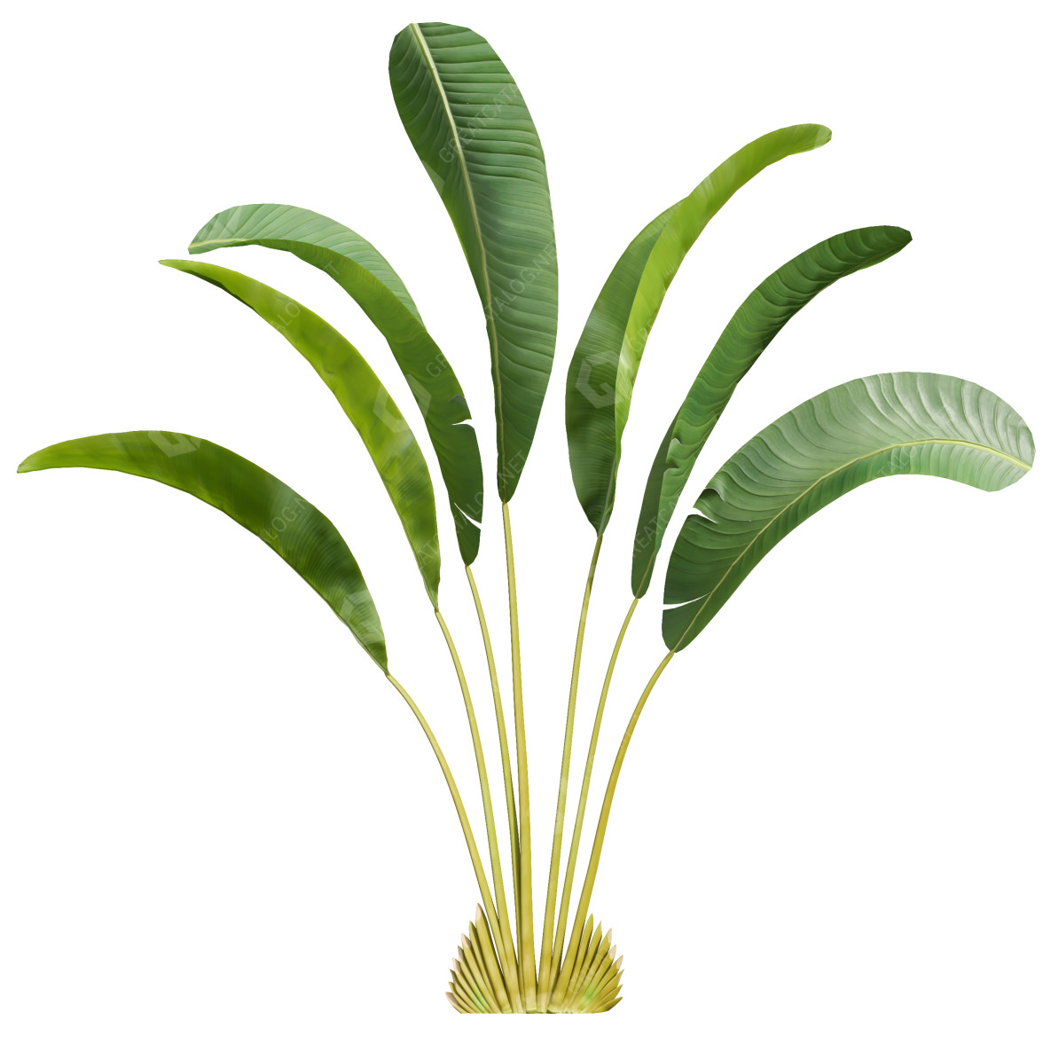 Palmen Neue pflanze hochdetailliert strelitzia nicolai klein 3D-Modell  #29675 | GreatCatalog
