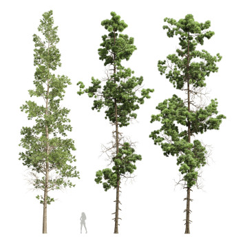 Árboles Chamaecyparis Thyoides y Pinus Palustris