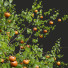 Drzewa New Plant High Detail Diospyros Kaki Persimmon - Pandora-land