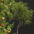 Drzewa New Plant High Detail Diospyros Kaki Persimmon - Pandora-land