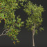 Drzewa New Plant High Detail Diospyros Kaki Persimmon - Pandora-land