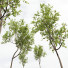 Drzewa New Plant High Detail Diospyros Kaki Persimmon - Pandora-land
