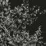 Drzewa New Plant High Detail Diospyros Kaki Persimmon - Pandora-land
