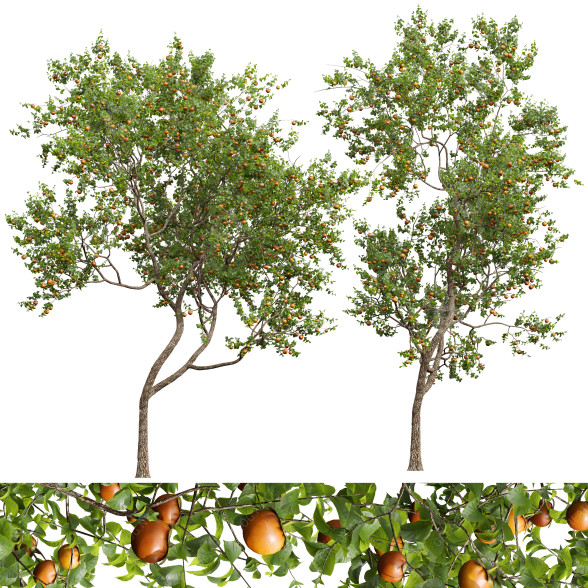 Drzewa New Plant High Detail Diospyros Kaki Persimmon model 3D