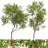 Drzewa New Plant High Detail Diospyros Kaki Persimmon - Pandora-land