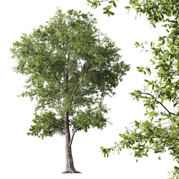 Baum HQ Pflanzen Engel Eiche Lebend Spanisch Moos 3D-Modell