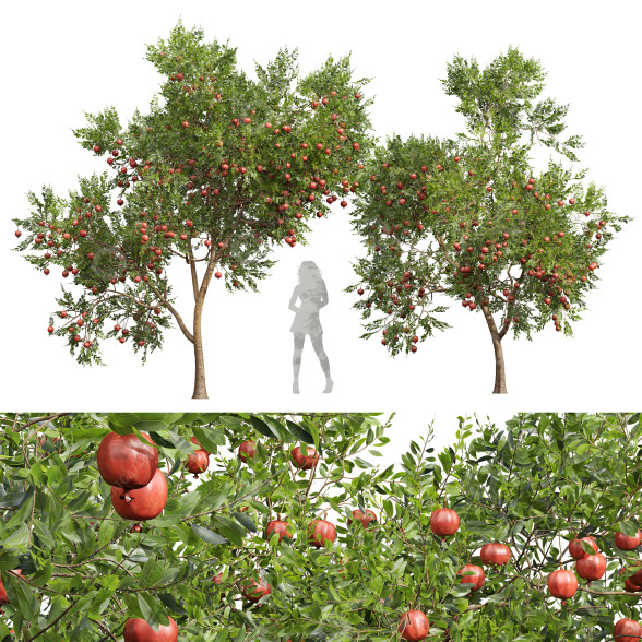 Bäume Neue pflanze hochdetailliert granatapfel 3D-Modell