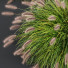 Grass Fountain Hameln Version 03 - Pandora-land