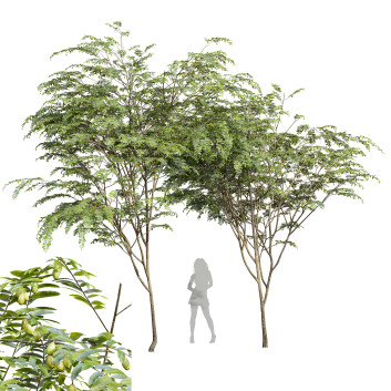 Bäume  Neue pflanze ziziphus jujuba chinesische datteln grün 3D-Modell