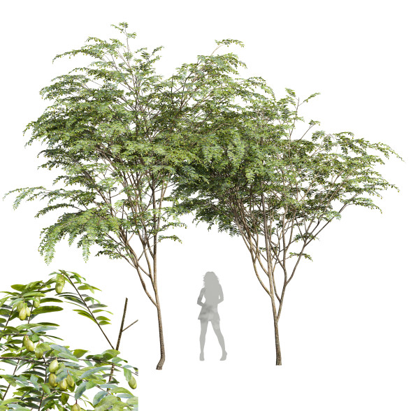 Bäume Neue pflanze ziziphus jujuba chinesische datteln grün 3D-Modell