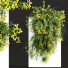 Arbustos Coronilla Valentina Glauca Pared - Pandora-land