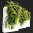 Arbustos Coronilla Valentina Glauca Pared - Pandora-land