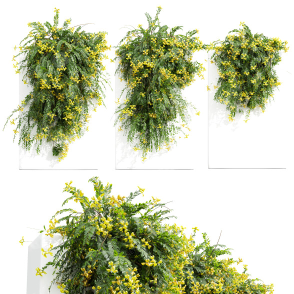 Arbustos Coronilla Valentina Glauca Pared Modelo 3D
