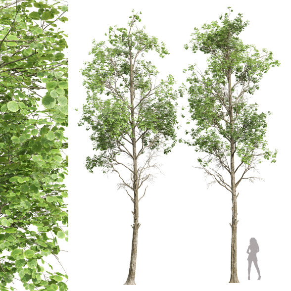 Drzewa Fagus Sylvatica 02 model 3D