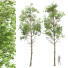 Drzewa Fagus Sylvatica 02 - Pandora-land
