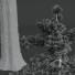 Árboles Pino echinata 03 - Pandora-land
