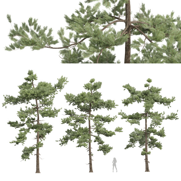 Árboles Pino echinata 03 Modelo 3D