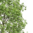 Baum Neue pflanze buche - Pandora-land