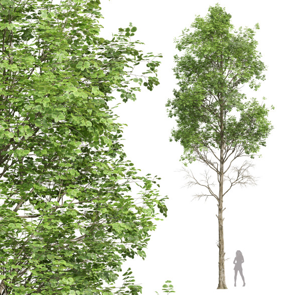 Baum Neue pflanze buche 3D-Modell