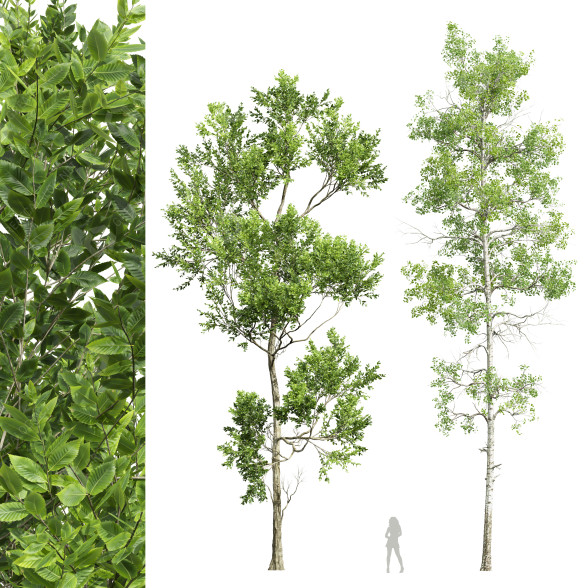Bäume Rotbuche und Zitterpappel 3D-Modell