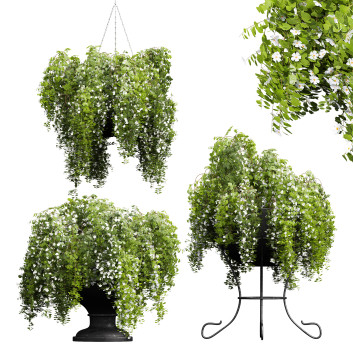 Plantes en pot Nouvelle plante haute précision bacopa diffusa sutera en pot Modèle 3D