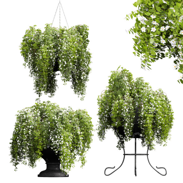 Topfpflanzen Neue pflanze hochdetailliert bacopa diffusa sutera im topf 3D-Modell