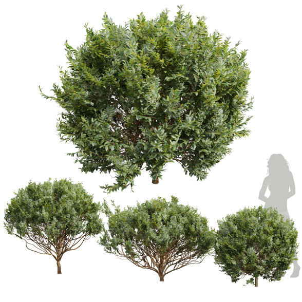 Büsche Neue pflanze hochdetailliert zistrose albidus 3D-Modell