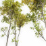 Drzewa Acer Saccharinum Summer-Fall - Pandora-land