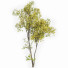 Drzewa Acer Saccharinum Summer-Fall - Pandora-land