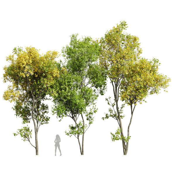 Drzewa Acer Saccharinum Summer-Fall model 3D