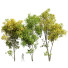 Drzewa Acer Saccharinum Summer-Fall - Pandora-land