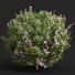 Büsche Neue pflanze hochdetailliert zistrose albidus blume - Pandora-land